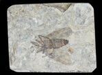 Fossil March Fly (Plecia) - Green River Formation #65075-1